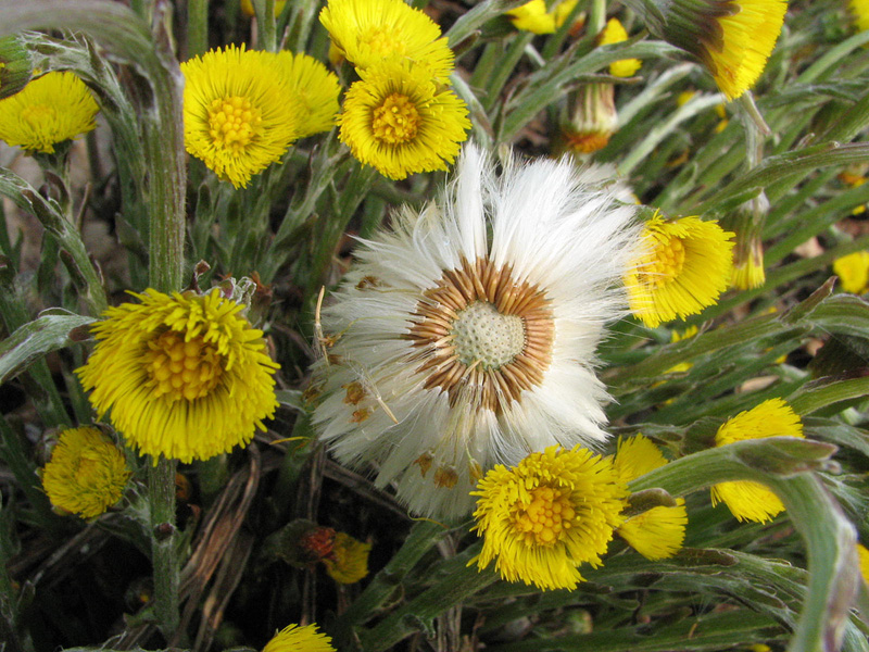 tussilago-farfara Martilapu