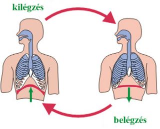 légzési ciklus