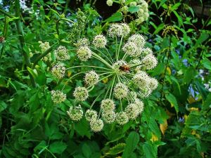 angelica archangelica angyalfű