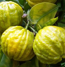 bergamott Citrus aurantium