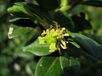 Buxus - puszpáng