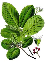 Cascara - szent benge