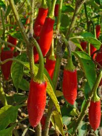 cserjés paprika