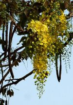 Csőkasszia termés cassia fistula