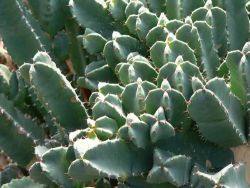 euphorbia resinifera Euforbia gyanta 