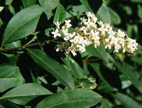 fagyal - Ligustrum