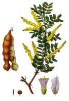 gumiarabikum gummi arabicum