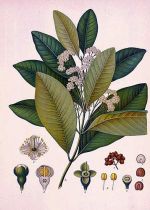jamaicai bors