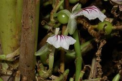 kardamom