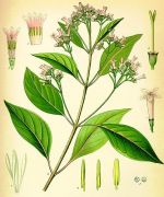 kinakéreg cinchona officinalis