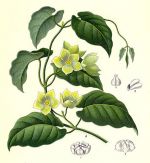 kondurangó marsdenia cundurango
