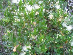 mirtusz  myrtus communis