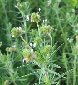 psyllium
