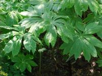 Podophyllum