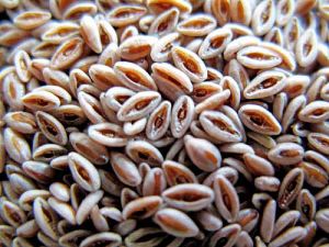 psyllium magok