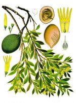 quebracho  aspidosperma quebracho