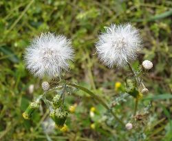 senecio vulgaris aggófű