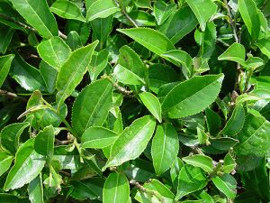 Tea-Camellia sinensis