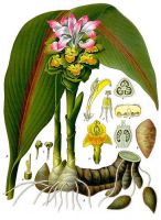 zedoária curcumma-zedoaria