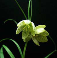 Bei Mu