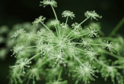 Du Huo - Angelica pubescens