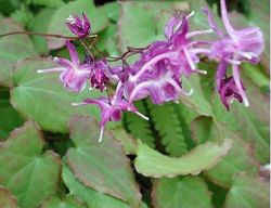 Epimedium sagittatum - püspöksüveg