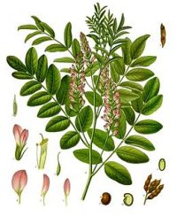 glycyrrhiza-glabra