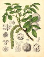 Hu Tao Ren - Juglans regia