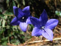 Jie Geng - Platycodon grandiflorus