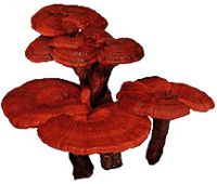 ling zhi - ganoderma lucidum