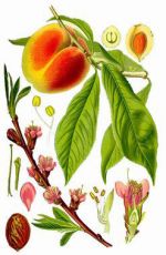 Tao Ren - Prunus persica
