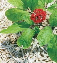 ren shen - panax ginseng