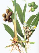 Sha Ren - Amomum villosum