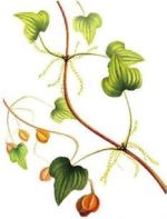 shan yao - dioscorea opposita